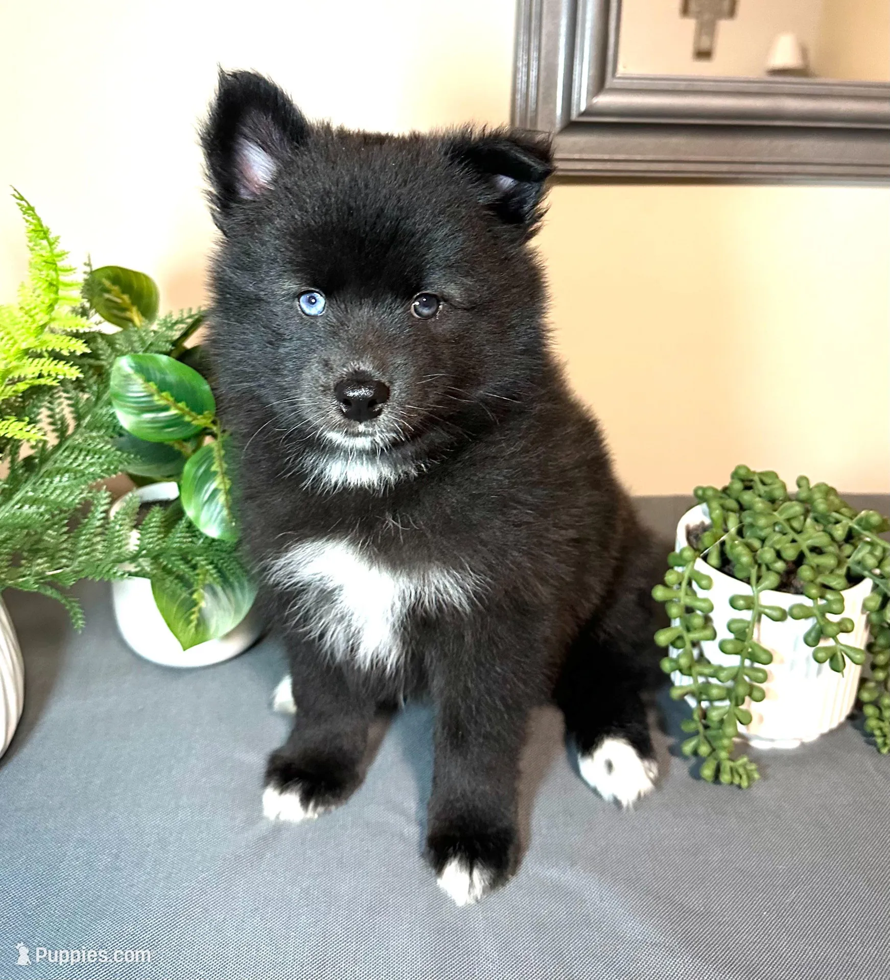 Celtic *ready to go home today, a male Pomsky for sale in De Soto, KS – 2 of 6