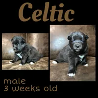 Celtic, a male Pomsky for sale in De Soto, KS – Photo 3 of 3
