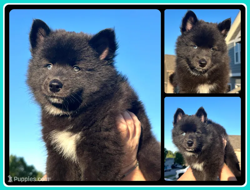 Celtic – Pomsky puppy for sale in De Soto, KS