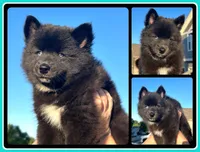 Celtic *ready to go home today, a male Pomsky for sale in De Soto, KS – 1 of 6