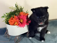 Celtic, a male Pomsky for sale in De Soto, KS – Photo 1 of 3