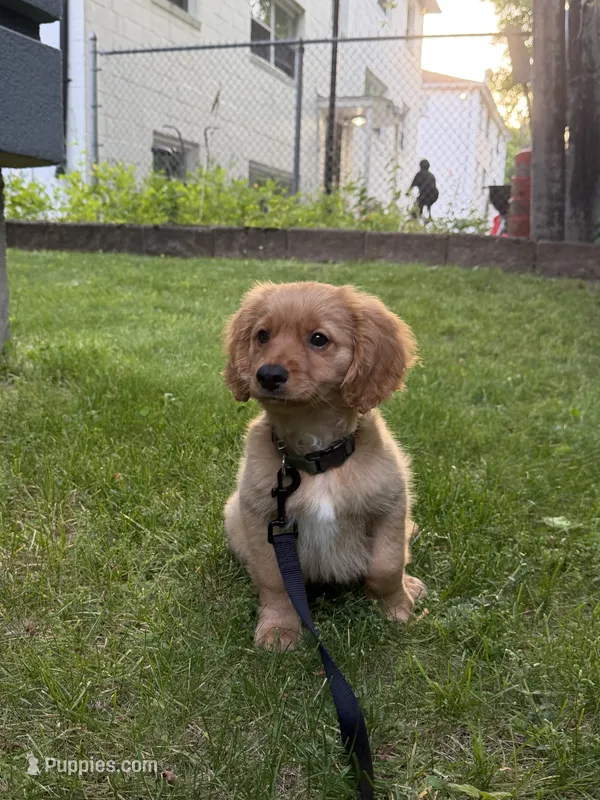 Toastie – Miniature Goldendoodle puppy for sale in Lowell, MA