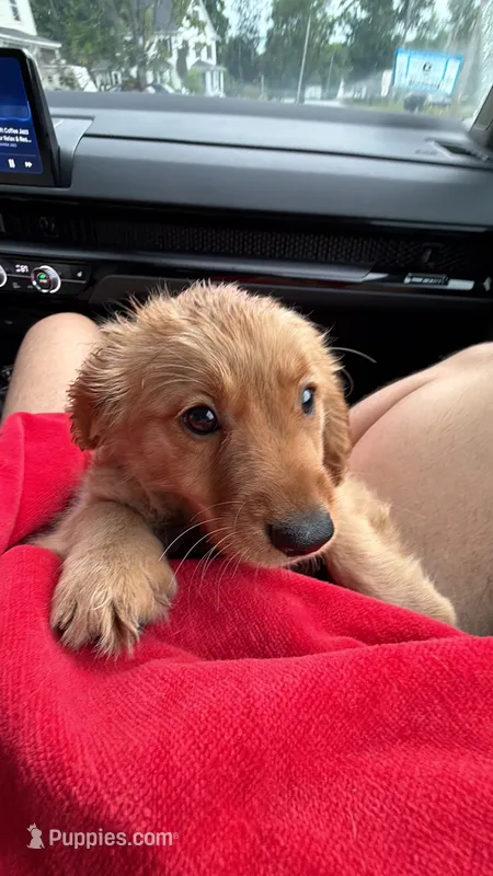 Toastie – Miniature Goldendoodle puppy for sale in Lowell, MA