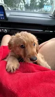 Toastie, a male Miniature Goldendoodle for sale in Lowell, MA – 1 of 3