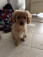 Toastie, a male Miniature Goldendoodle for sale in Lowell, MA – 3 of 3