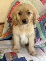 Toastie, a male Miniature Goldendoodle for sale in Lowell, MA – 2 of 3