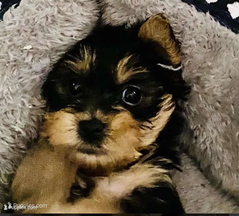 Yorkie pup – Yorkshire Terrier puppy for sale in Terry, MS