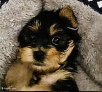 Yorkie pup, a male Yorkshire Terrier for sale in Terry, MS – 3 of 5