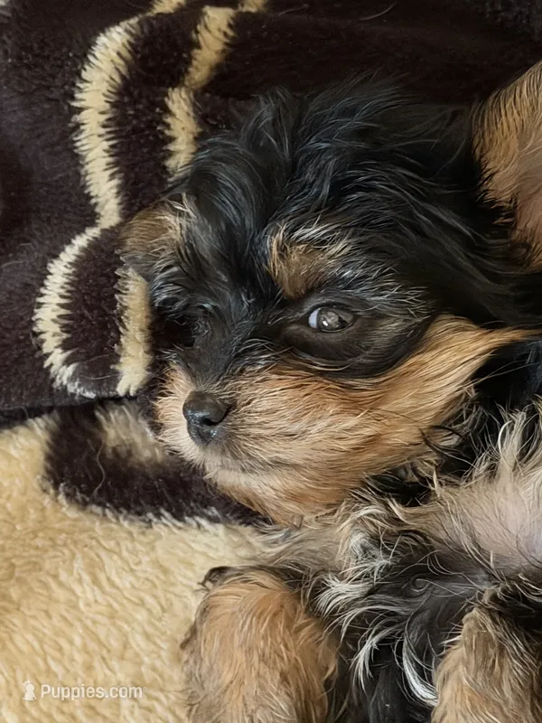 Yorkie pup – Yorkshire Terrier puppy for sale in Terry, MS