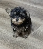 Yorkie pup, a male Yorkshire Terrier for sale in Terry, MS – 4 of 5