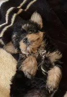Yorkie pup, a male Yorkshire Terrier for sale in Terry, MS – 2 of 5