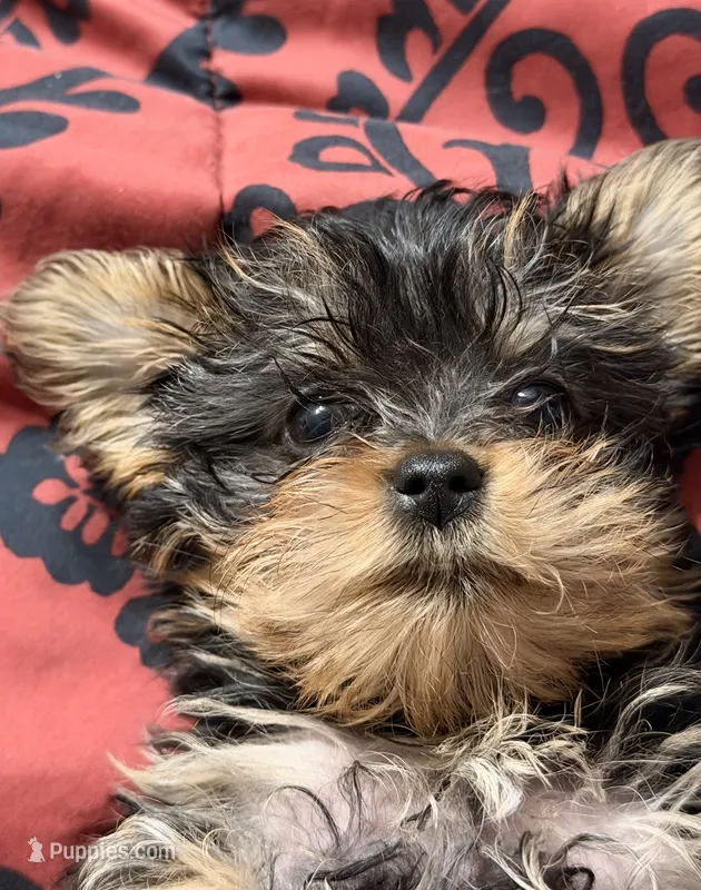 Yorkie pup – Yorkshire Terrier puppy for sale in Terry, MS