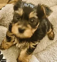 Yorkie pup, a male Yorkshire Terrier for sale in Terry, MS – 4 of 5