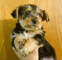 Yorkie pup, a male Yorkshire Terrier for sale in Terry, MS – 5 of 5