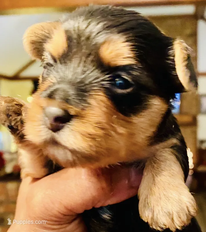 Yorkie pup – Yorkshire Terrier puppy for sale in Terry, MS