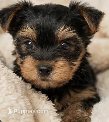 Yorkie pup – Yorkshire Terrier puppy for sale in Terry, MS