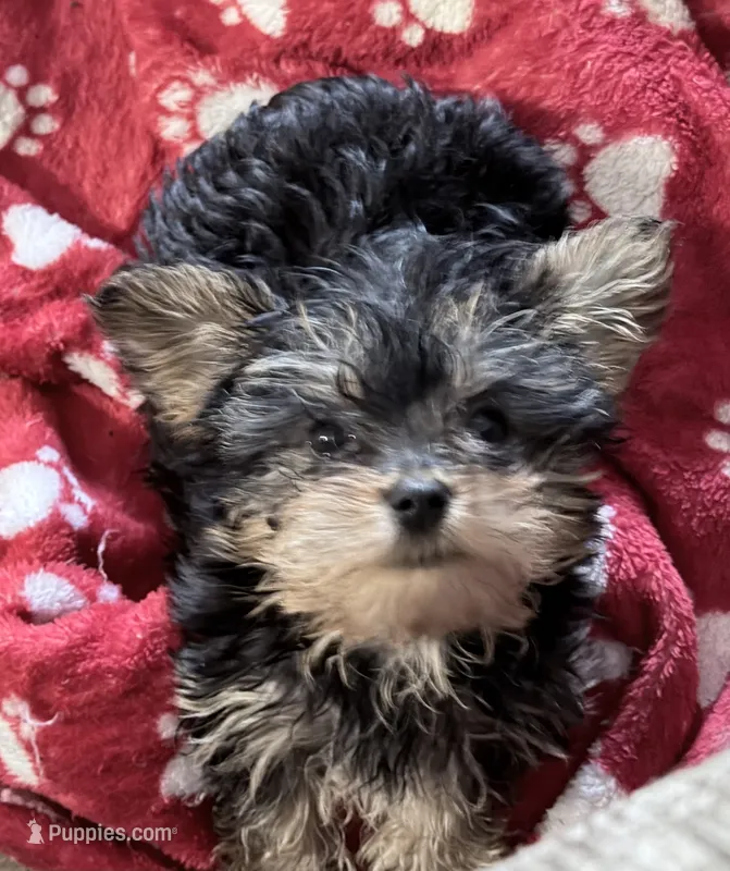 Yorkie pup – Yorkshire Terrier puppy for sale in Terry, MS