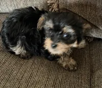 Yorkie pup, a male Yorkshire Terrier for sale in Terry, MS – 5 of 5