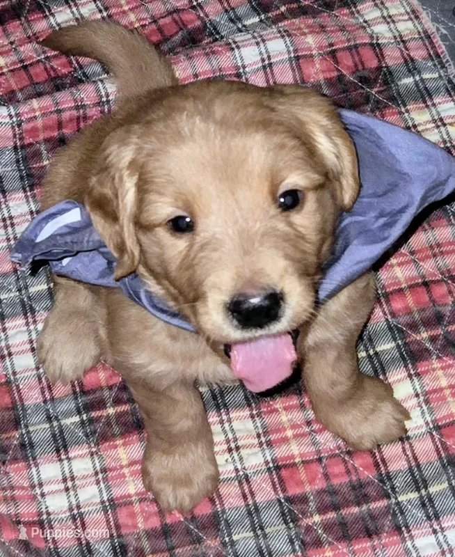 Miss Grey – Golden Retriever puppy for sale in Clipper Mills, CA