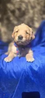 Miss Grey, a female Golden Retriever for sale in Clipper Mills, CA – 2 of 4