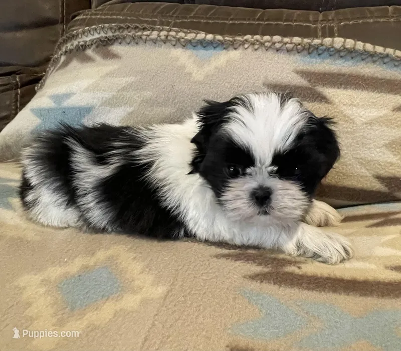 Male 3 – Shih Tzu puppy for sale in Grand Saline, TX
