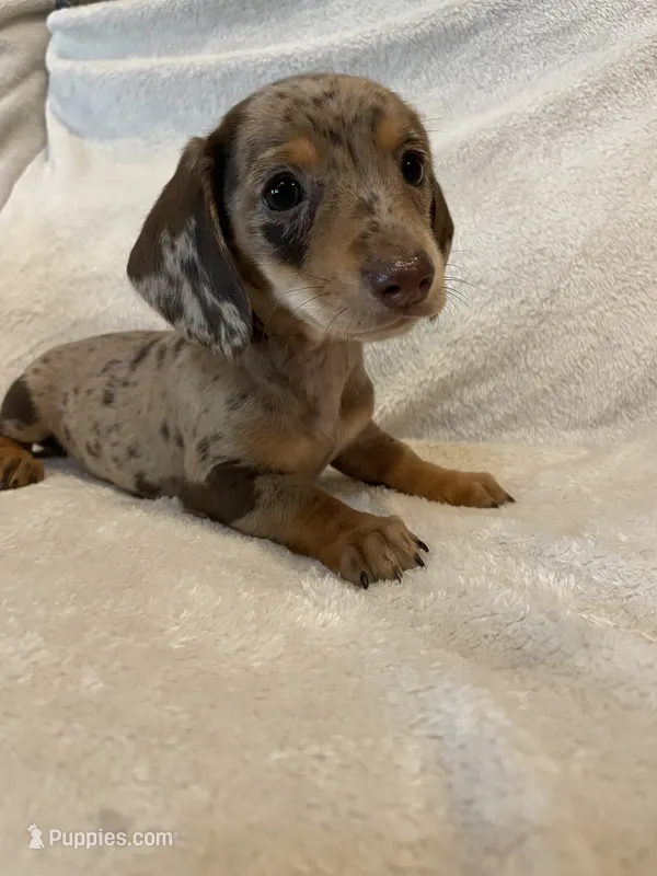 Female 1 – Miniature Dachshund puppy for sale in Grand Saline, TX