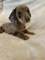 Female 1, a female Miniature Dachshund for sale in Grand Saline, TX – 1 of 2
