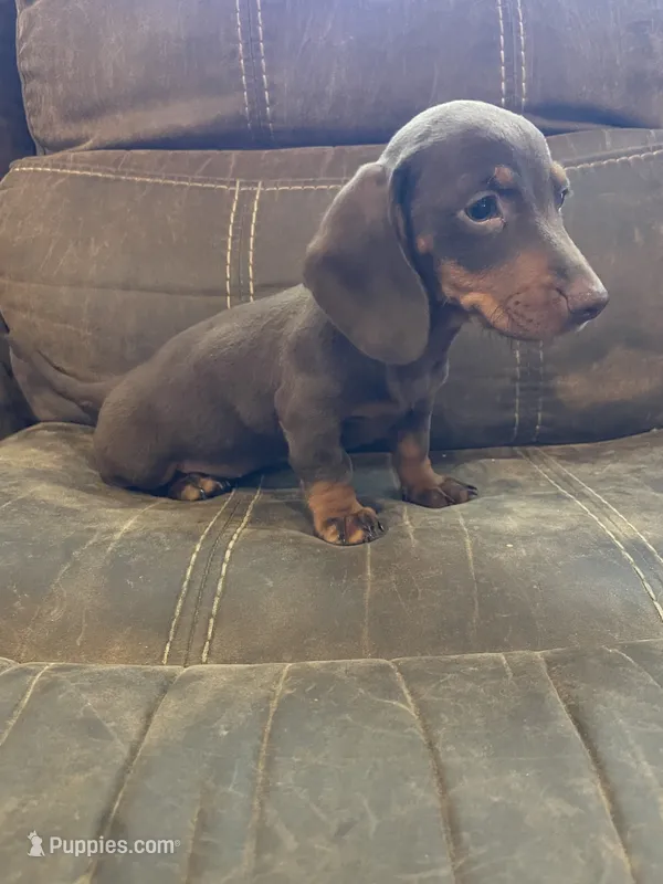 Female  1 – Miniature Dachshund puppy for sale in Grand Saline, TX