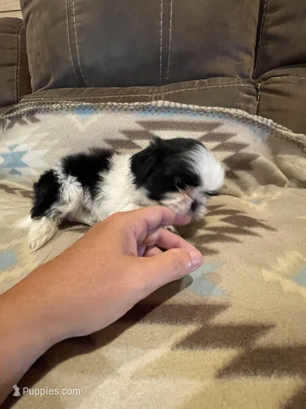 Male 1 – Shih Tzu puppy for sale in Grand Saline, TX