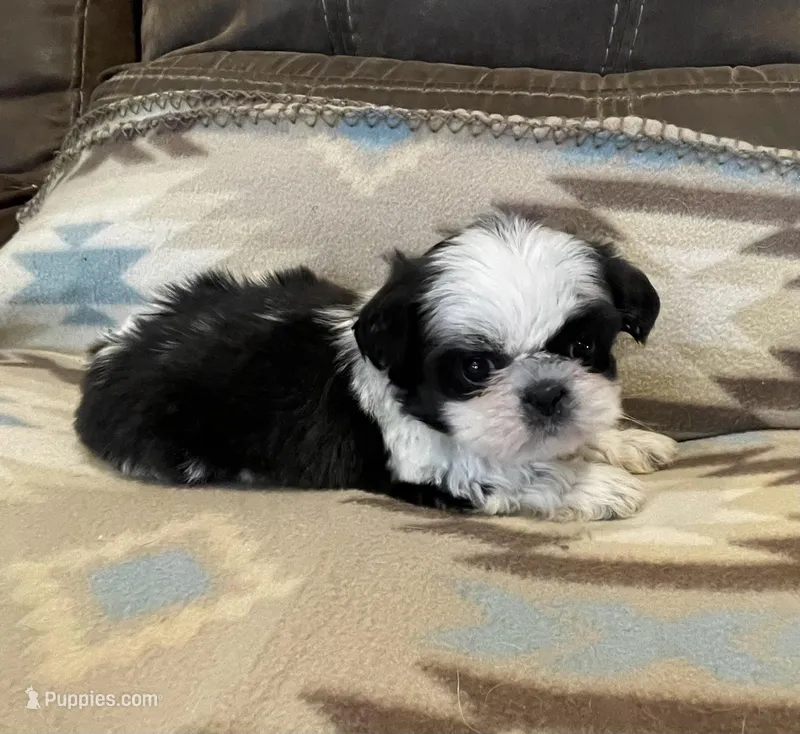 Male 2 – Shih Tzu puppy for sale in Grand Saline, TX