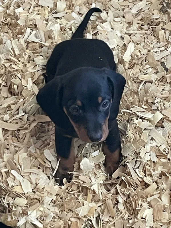 Male 1 – Miniature Dachshund puppy for sale in Grand Saline, TX