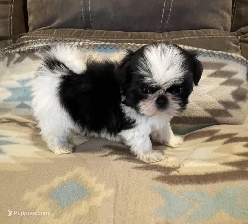 Female – Shih Tzu puppy for sale in Grand Saline, TX