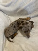 Female 1, a female Miniature Dachshund for sale in Grand Saline, TX – 2 of 2