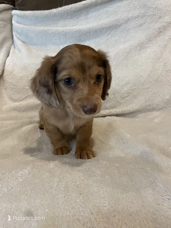 Female 4 – Miniature Dachshund puppy for sale in Grand Saline, TX
