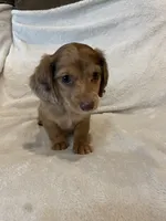 Female 4, a female Miniature Dachshund for sale in Grand Saline, TX – 1 of 2