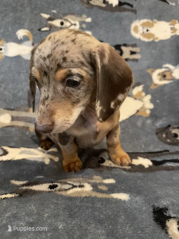 Female 1 – Miniature Dachshund puppy for sale in Grand Saline, TX
