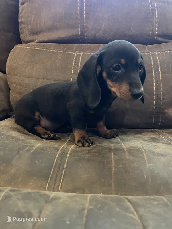 Male 1 – Miniature Dachshund puppy on hold in Grand Saline, TX