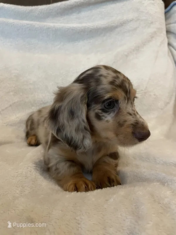 Female 2 – Miniature Dachshund puppy for sale in Grand Saline, TX