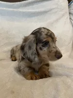 Female 2, a female Miniature Dachshund for sale in Grand Saline, TX – 1 of 2