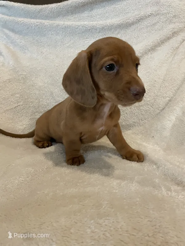 Male 1 – Miniature Dachshund puppy for sale in Grand Saline, TX