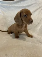 Male 1, a male Miniature Dachshund for sale in Grand Saline, TX – 1 of 2