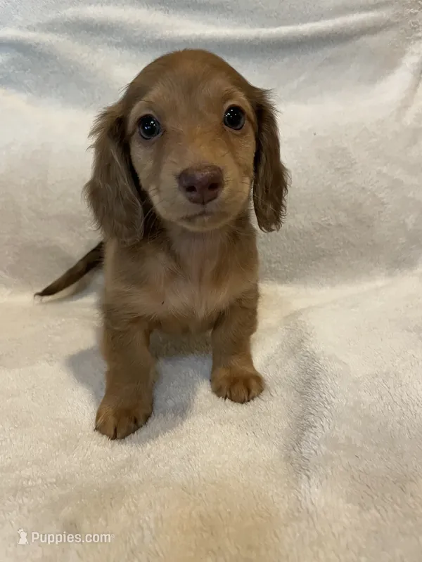 Female 3 – Miniature Dachshund puppy for sale in Grand Saline, TX