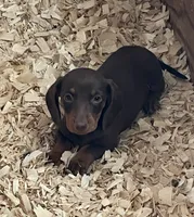 Female  1, a female Miniature Dachshund for sale in Grand Saline, TX – 1 of 1