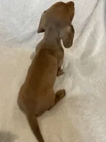 Male 1, a male Miniature Dachshund for sale in Grand Saline, TX – 2 of 2