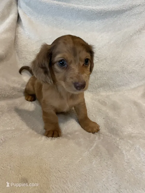 Female 3 – Miniature Dachshund puppy for sale in Grand Saline, TX