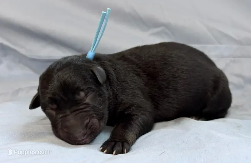 Kolt – German Shepherd Dog puppy for sale in Paragould, AR