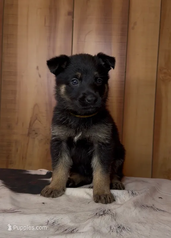 Kove – German Shepherd Dog puppy for sale in Paragould, AR
