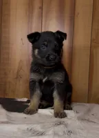 Kove, a female German Shepherd Dog for sale in Paragould, AR – 1 of 3