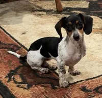 Oreo, a female Miniature Dachshund for sale in Paragould, AR – 2 of 2
