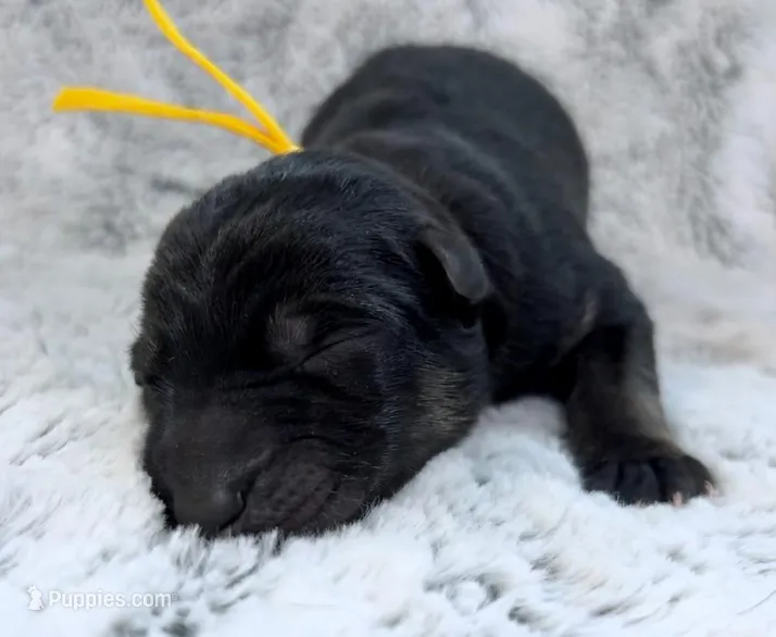 Kove – German Shepherd Dog puppy for sale in Paragould, AR
